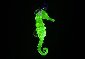 UV Reactive Seahorse Pendant - Borosilicate Glass Sculpture by Rafael Glass