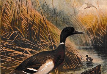 Antique 1892 Brehm Wild Duck Wildente Print Brehm's Tierleben Chromolithograph
