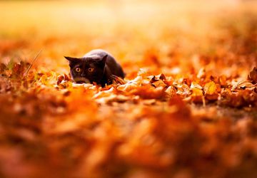 8 Reasons to Love Autumn