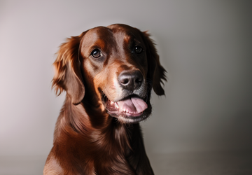 How to make a gift for dog