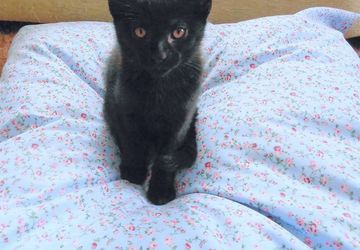 Handmade bespoke Pet beds. Medium sized.