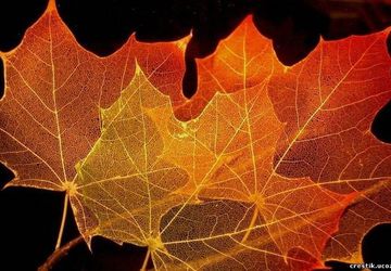 How to Make Skeleton Leaves