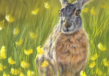 Hare & Buttercups | Wildelife painting in soft pastels