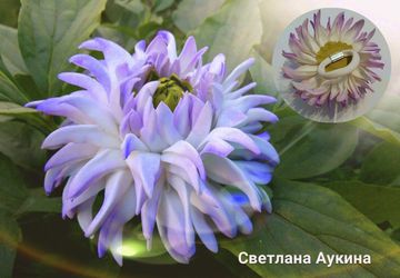 A hair tie with a dahlia flower