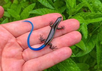 Blue-tailed Skink - Borosilicate Glass Sculpture by Rafael Glass
