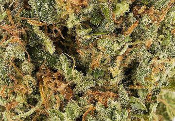 Lemon Haze Cans (AAAA) | Hush Cannabis Club