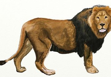 How To Draw A Lion