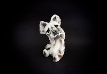 Chomper the little English Bulldog