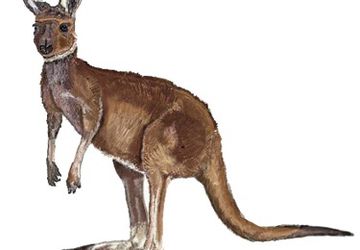 How To Draw A Kangaroo