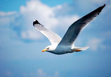 How To Draw A Seagull