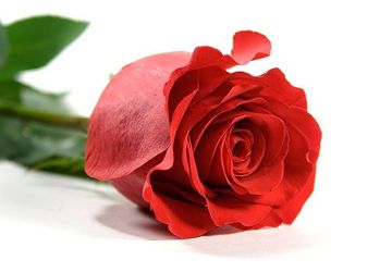 How to draw a rose step by step