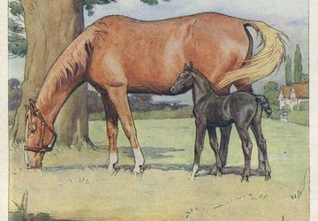Cecil Aldin Vintage Antique Print-Color-Black Beauty-Horses-1930-First Memory