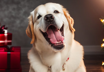 How to make a gift for dog