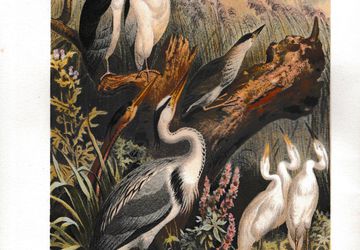 Antique 1892 Brehms Tierleben HERON & NIGHT HERON Print Chromolithograph