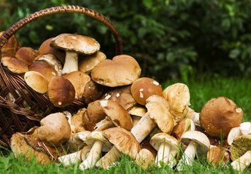 Let's cook Creamy Mushroom And Chicken Pasta!