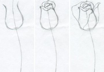 How To Draw Roses