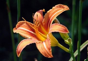 How To Draw A Flower