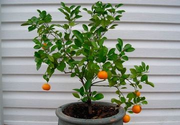 How to grow ORANGE TREE just from seed!