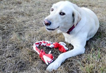 5 DIY Projects for Dogs Made with Love