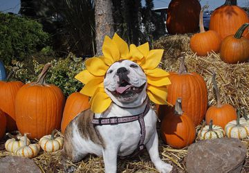 TOP 10 Homemade Dog Costume Ideas Halloween