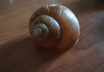 Natural Snail House Decoration, set 5 pcs