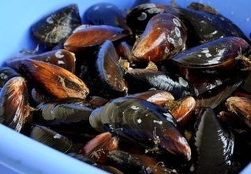How To Cook Mussels