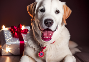 How to make a gift for dog