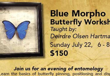 Blue Morpho Butterfly Workshop