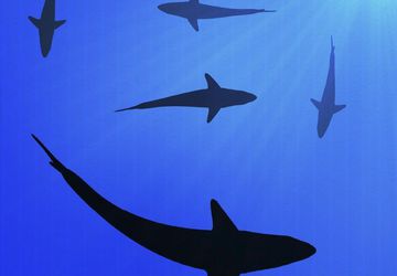 Super-Smooth Corrugated Plastic | CoreX and Coroplast Outdoor Signs