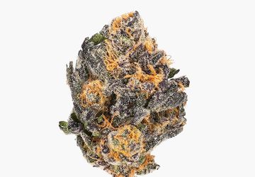 Buy Black Cherry Punch (AAAA) Weed Online | Calming and Relaxing Strain