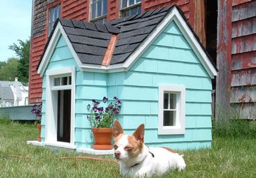 How to build a dog house: Step by step guide
