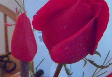 A gorgerous molded rose