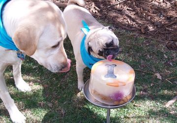 5 DIY Projects for Dogs Made with Love