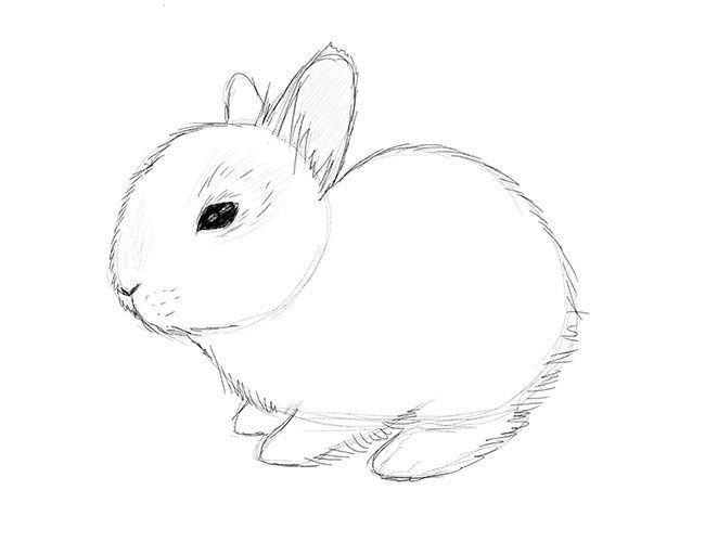 How To Draw Rabbit Eyes How to draw a bunny
