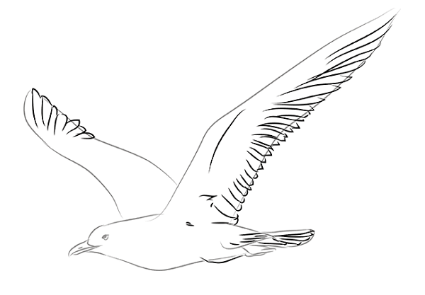 How To Draw A Seagull