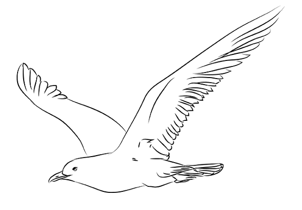 How To Draw A Seagull